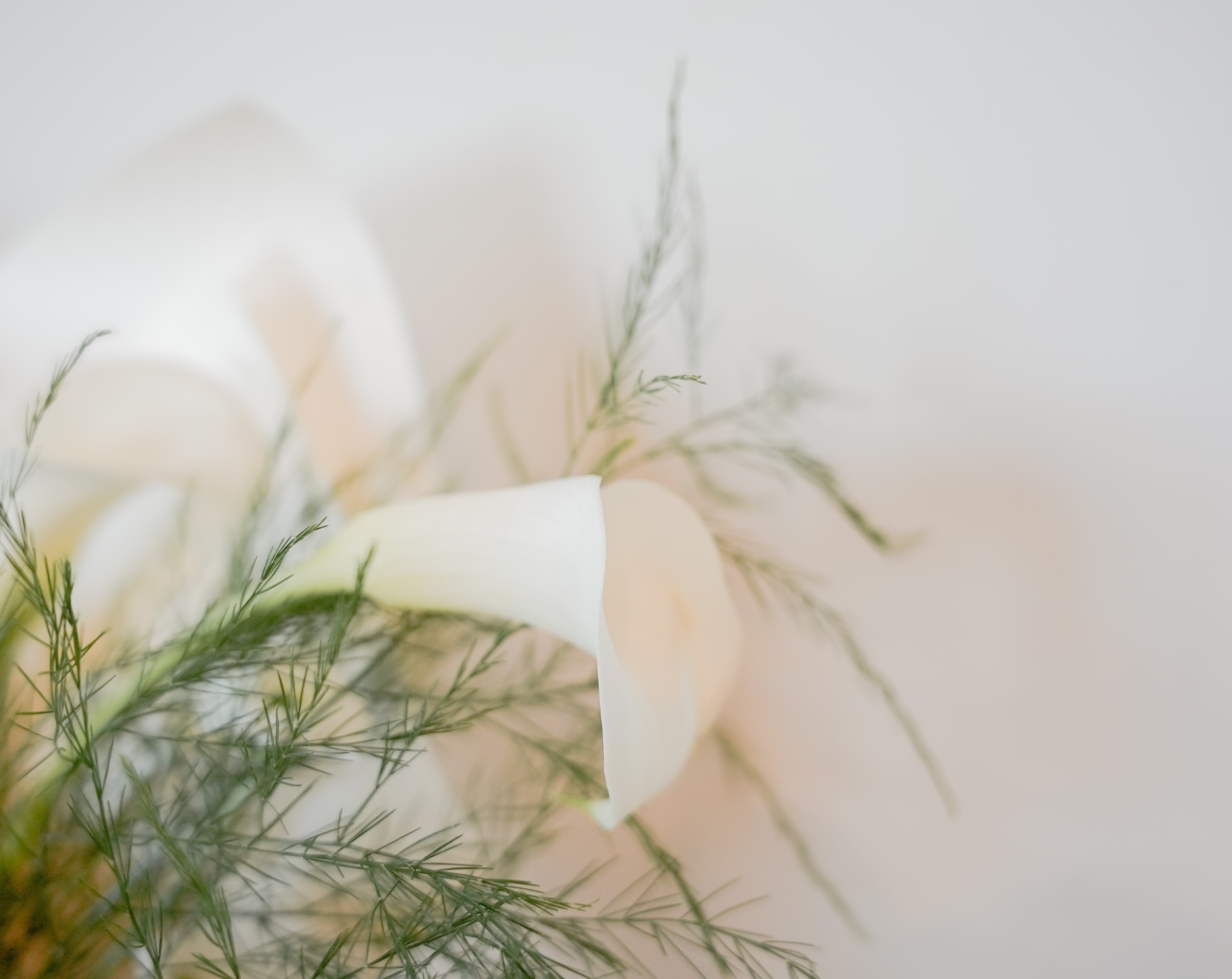 Soft garden-style florals — white calla lilies and feathery asparagus fern in pale morning light